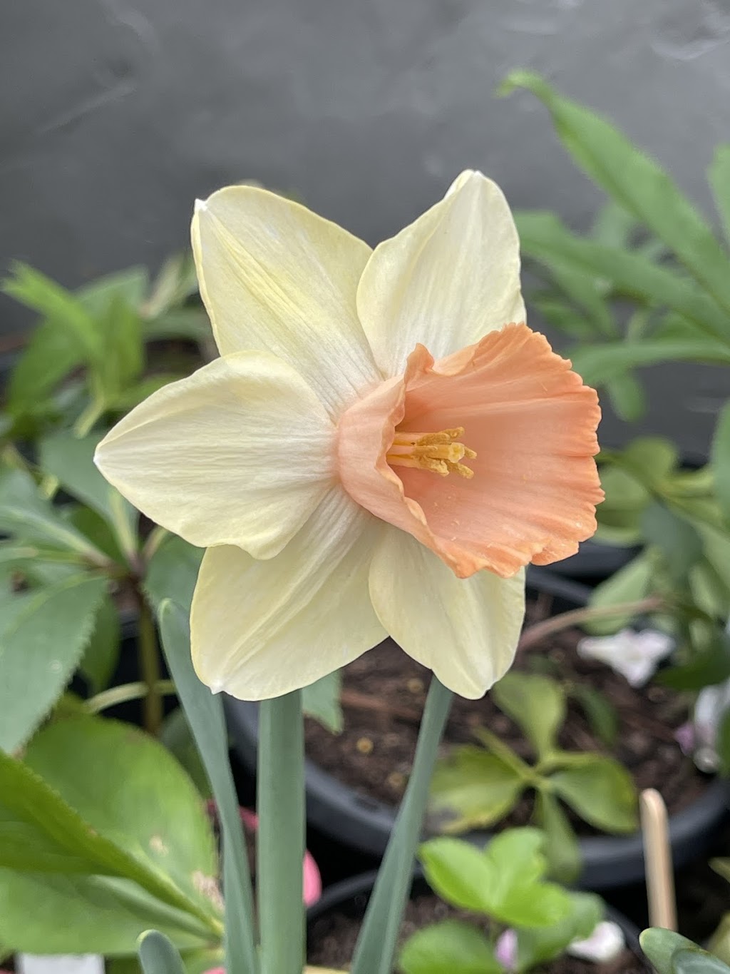 Tannorwood Flower Farm | 80 Dooralong Rdg Dr, Dooralong NSW 2259, Australia | Phone: 0402 299 319