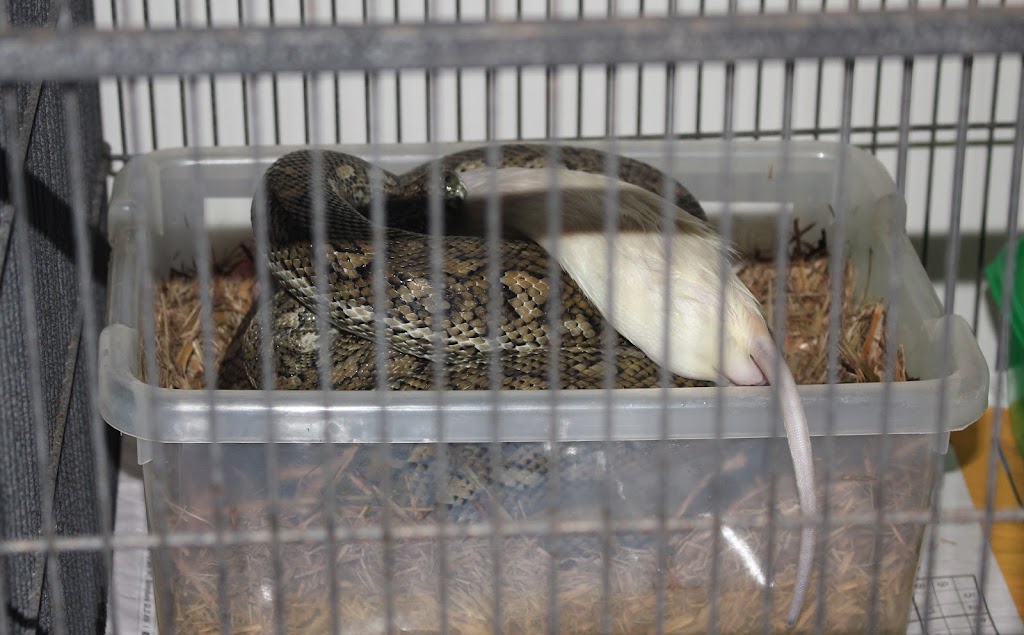 SnakeOut Snake Catchers Brisbane | 14 Ranger St, Kenmore QLD 4069, Australia | Phone: 0456 880 903