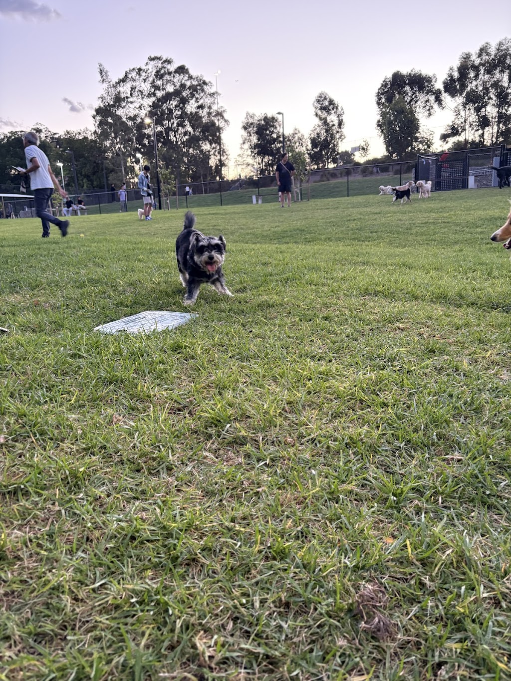 West Epping Park Dog Off-leash Area | 6 Grant Cl, Epping NSW 2121, Australia | Phone: 1300 617 058