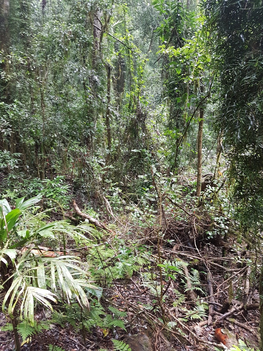 Lamington National Park - Binna Burra Section | Binna Burra Rd, Binna Burra QLD 4211, Australia