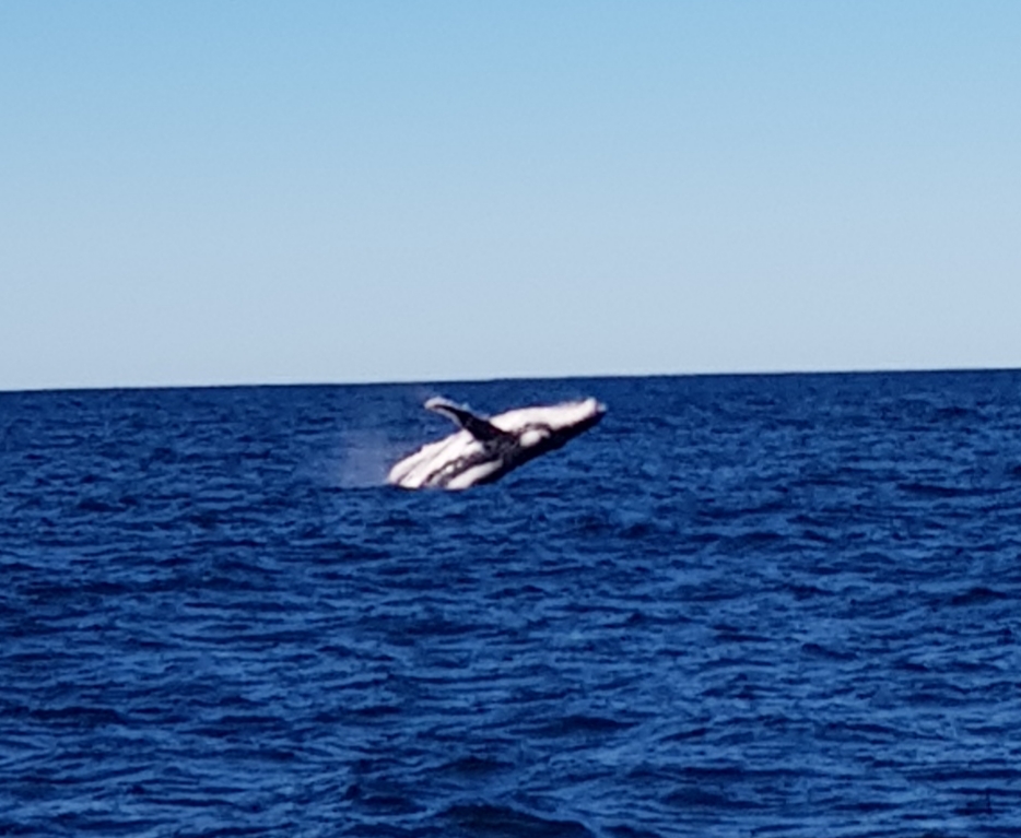 Yamba Whale Watch | travel agency | 3 Yamba Rd, Yamba NSW 2464, Australia | 0497942537 OR +61 497 942 537