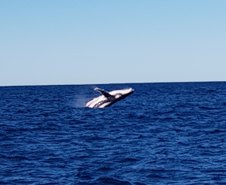 Yamba Whale Watch | 3 Yamba Rd, Yamba NSW 2464, Australia | Phone: 0497 942 537