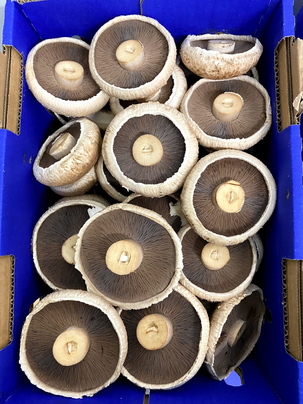 Bulla Mushrooms Pty Ltd |  | 245 Duncans Ln, Diggers Rest VIC 3427, Australia | 0397401809 OR +61 3 9740 1809