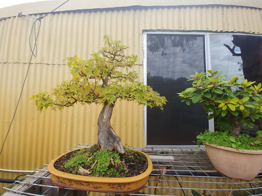 Bodhidharma bonsai nursery and martial arts centre | park | 971 Basalt Rd, Shepherds Flat VIC 3461, Australia | 0354764280 OR +61 3 5476 4280