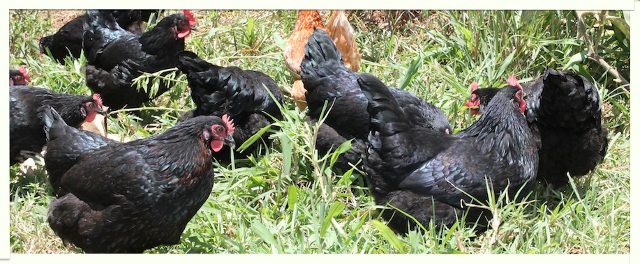 Alstonville Poultry Farm | food | 131 Tuckombil Ln, Alstonville NSW 2477, Australia | 0490088413 OR +61 490 088 413