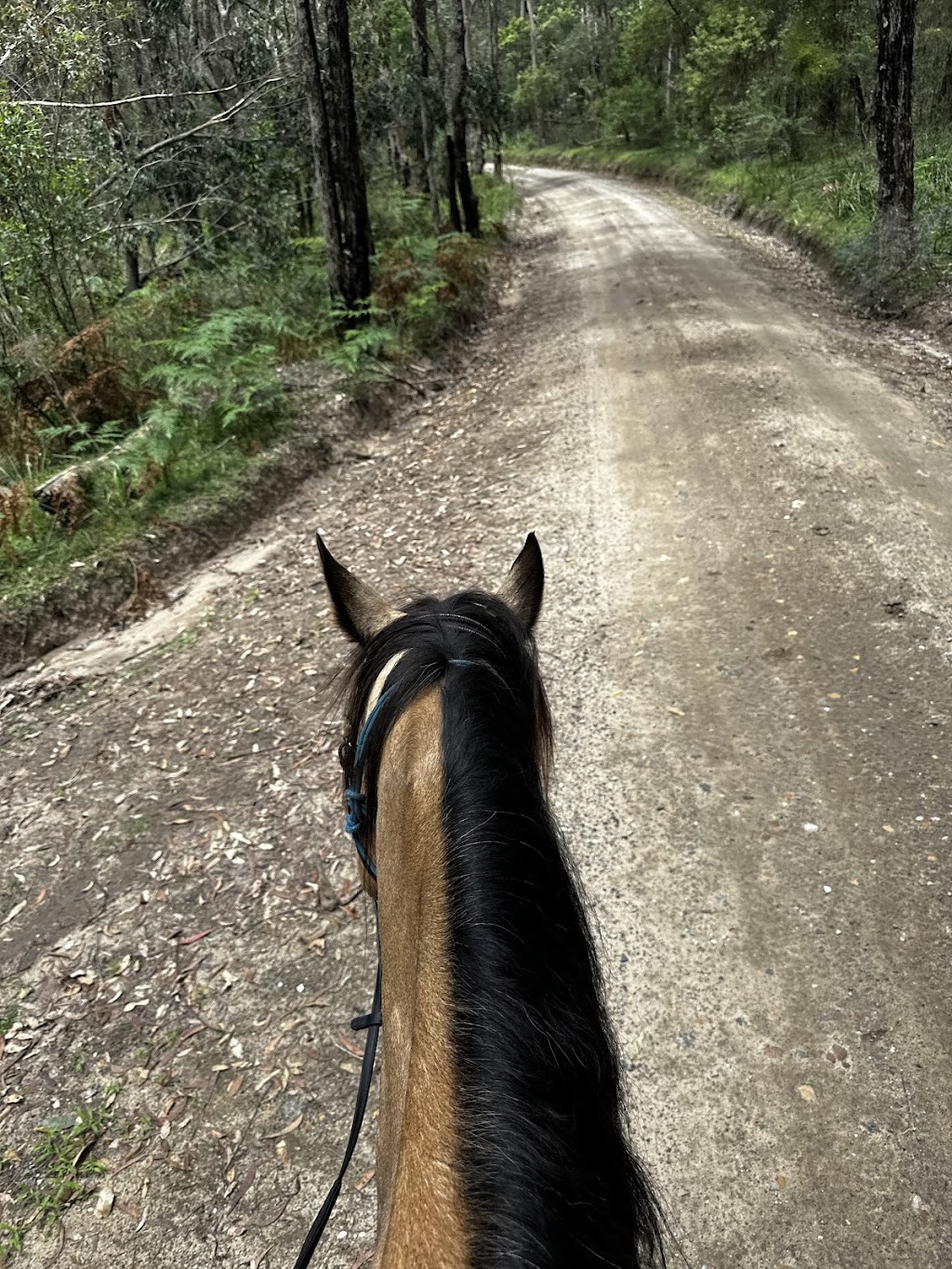 Confetti Equestrian and Appaloosas | 10 Boundary Rd, Buxton NSW 2571, Australia | Phone: 0403 132 905