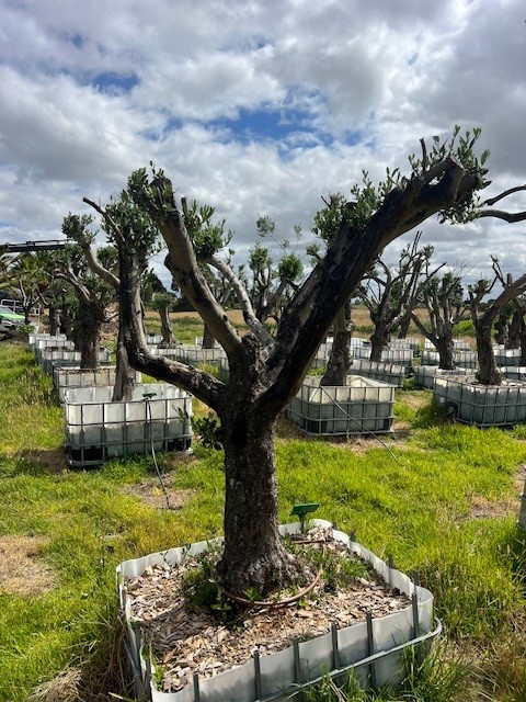 Palm Sale | Cannons Creek Rd, Cannons Creek VIC 3977, Australia | Phone: 0409 147 918