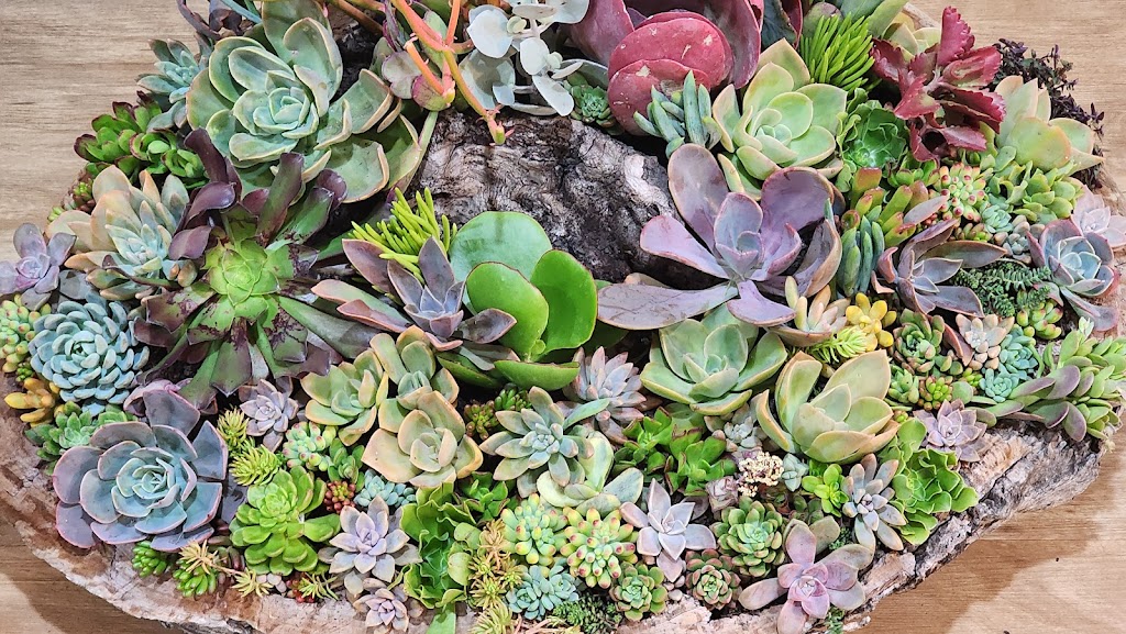 Plant Burst | Zeller Ave, Preston QLD 4352, Australia | Phone: 0422 580 886