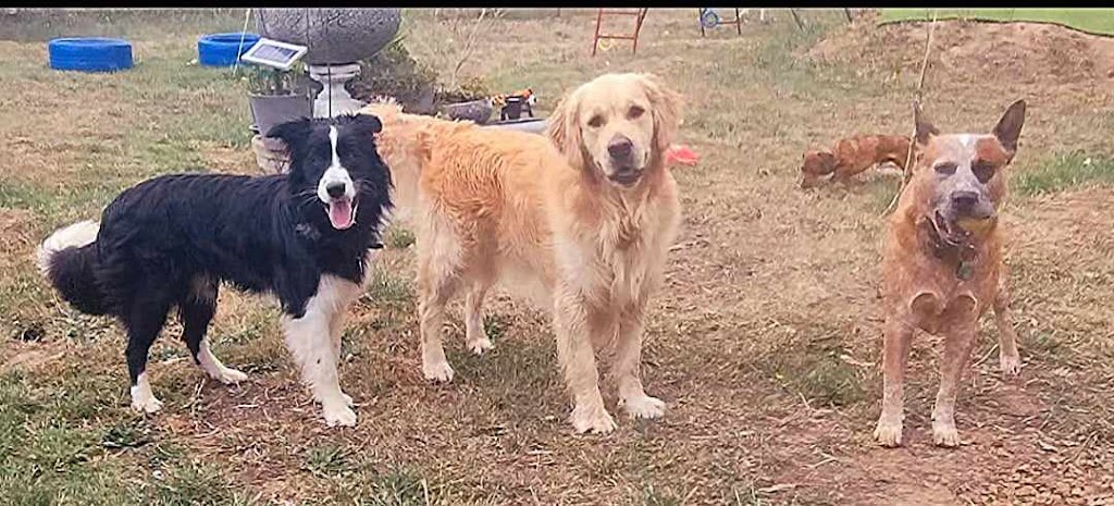 Castlemaine Doggy Daycare | 53 Faradale Dr, Faraday VIC 3451, Australia | Phone: 0436 326 274