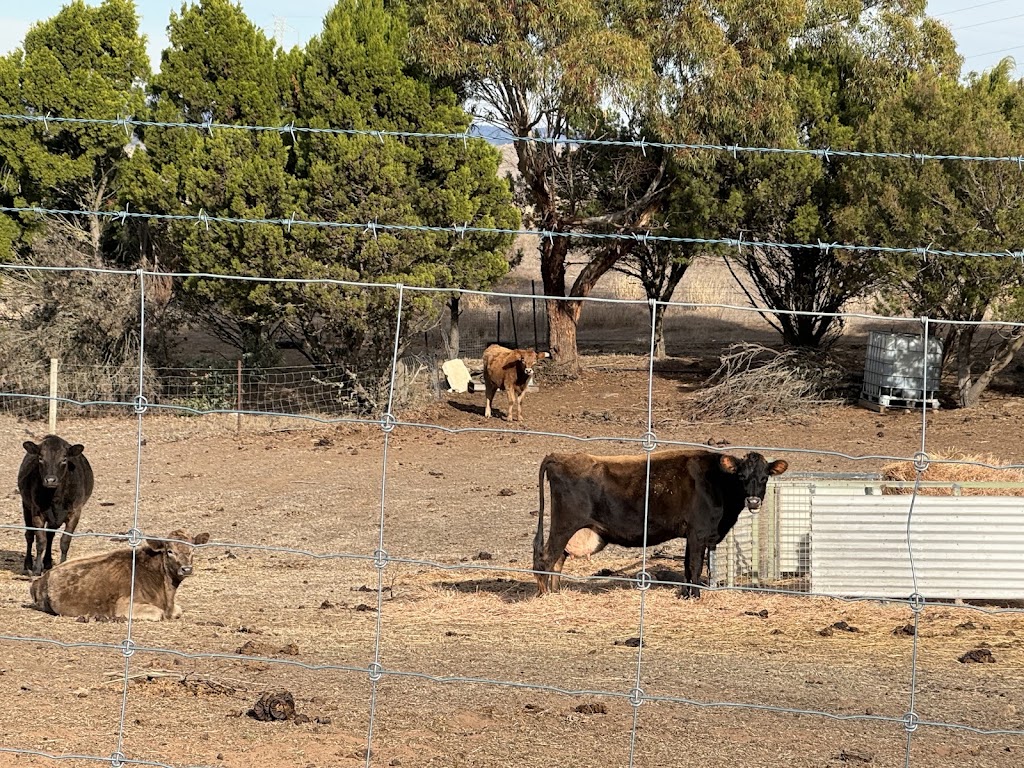 Pleasant Sense Farm | 736 Angas Valley Rd, Mount Pleasant SA 5235, Australia | Phone: 0448 557 329
