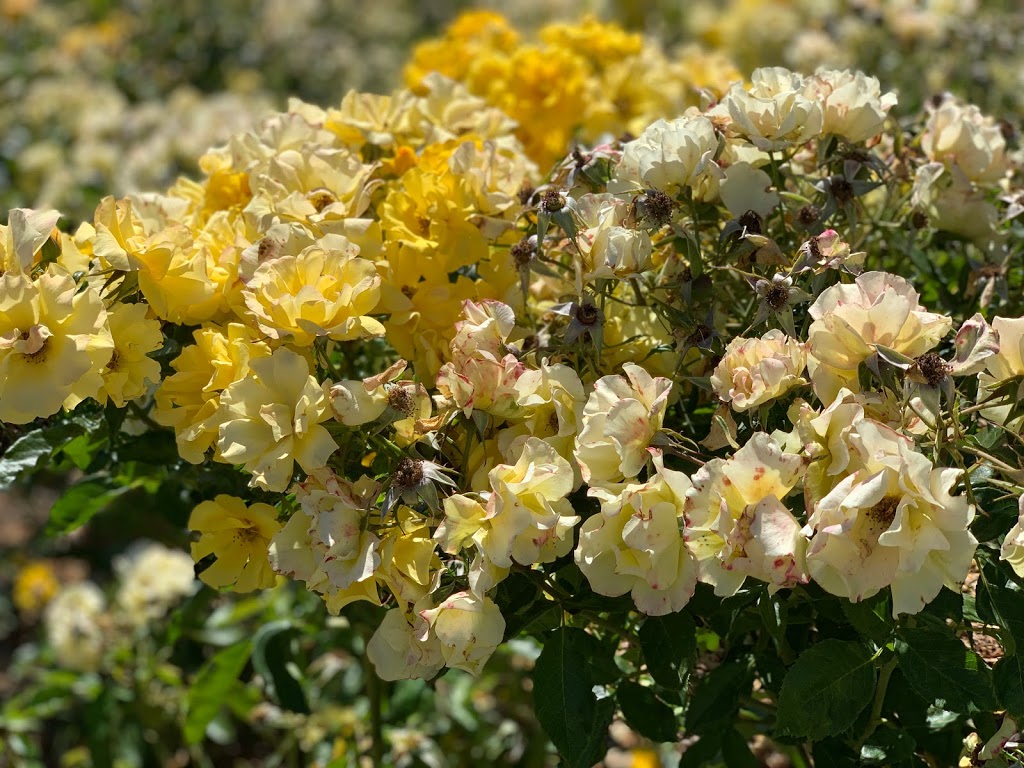 Mornington Botanical Rose Gardens Dunns Rd & MorningtonTyabb Rd