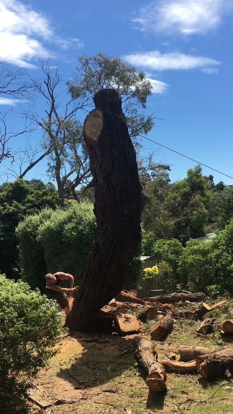 Trim Up Tree Service Pty Ltd | Mornington, VIC 3931, Australia | Phone: 0415 601 477