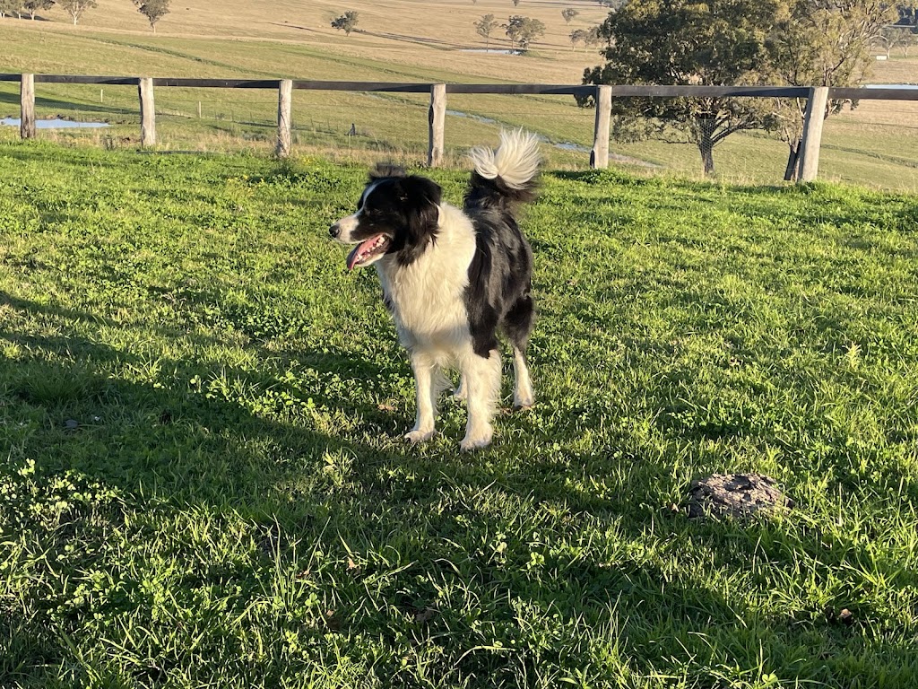 Ashbrooke Border Collies | Ashbrooke Rd, Wingen NSW 2337, Australia | Phone: 0493 531 190