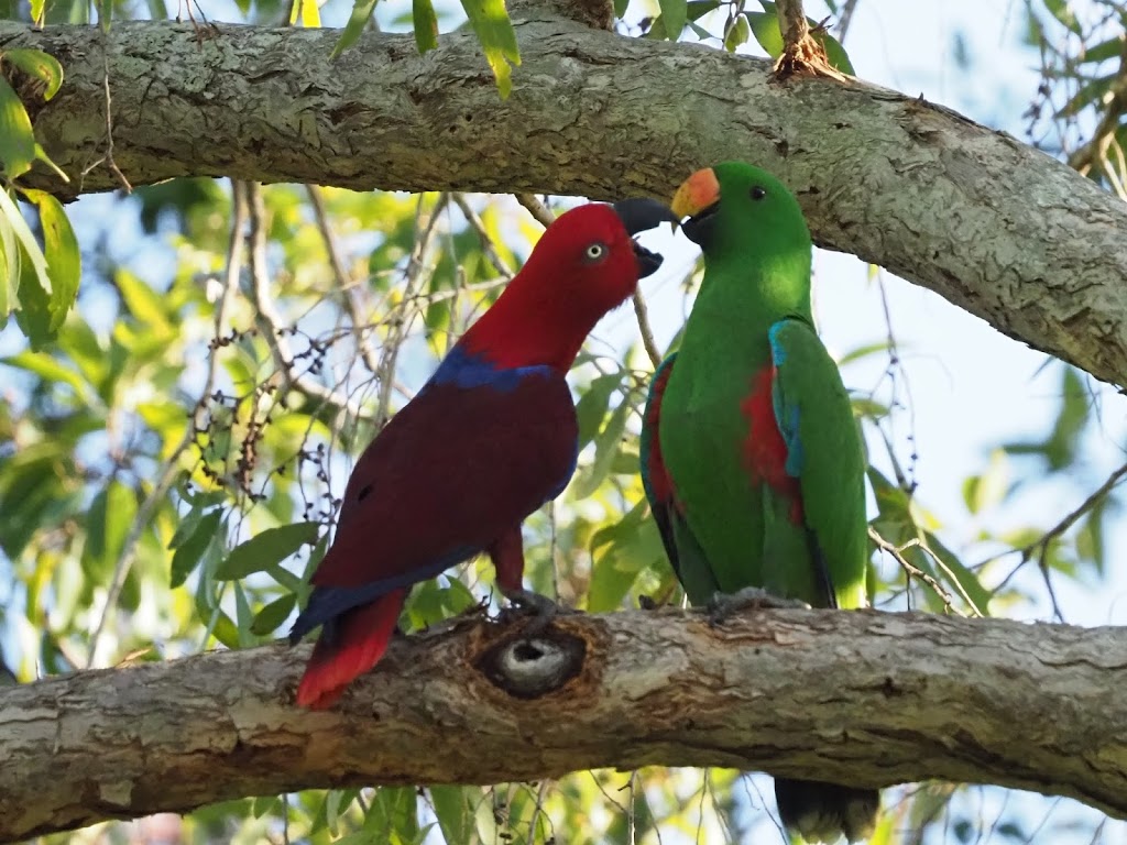 Birdwatching Tropical Australia |  | 83 Thomson Low Dr, Shannonvale QLD 4873, Australia | 0418757288 OR +61 418 757 288