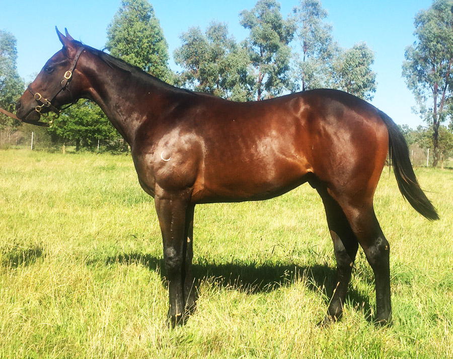 Mulholland and Burke - Thoroughbreds for Sale |  | 175 Graham Rd, Lancaster VIC 3620, Australia | 0457871632 OR +61 457 871 632