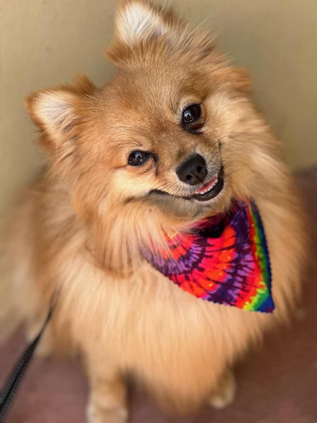 Scrub A Dub Dogs | 7 Meehan Pl, Moss Vale NSW 2577, Australia | Phone: 0435 485 238