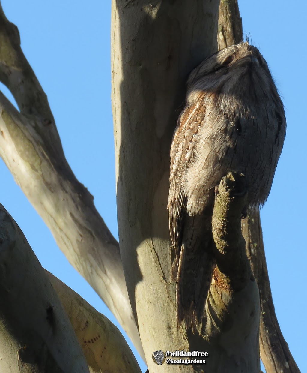 Koala Gardens | 1709 Wyrallah Rd, Tuckurimba NSW 2480, Australia | Phone: 0402 009 884