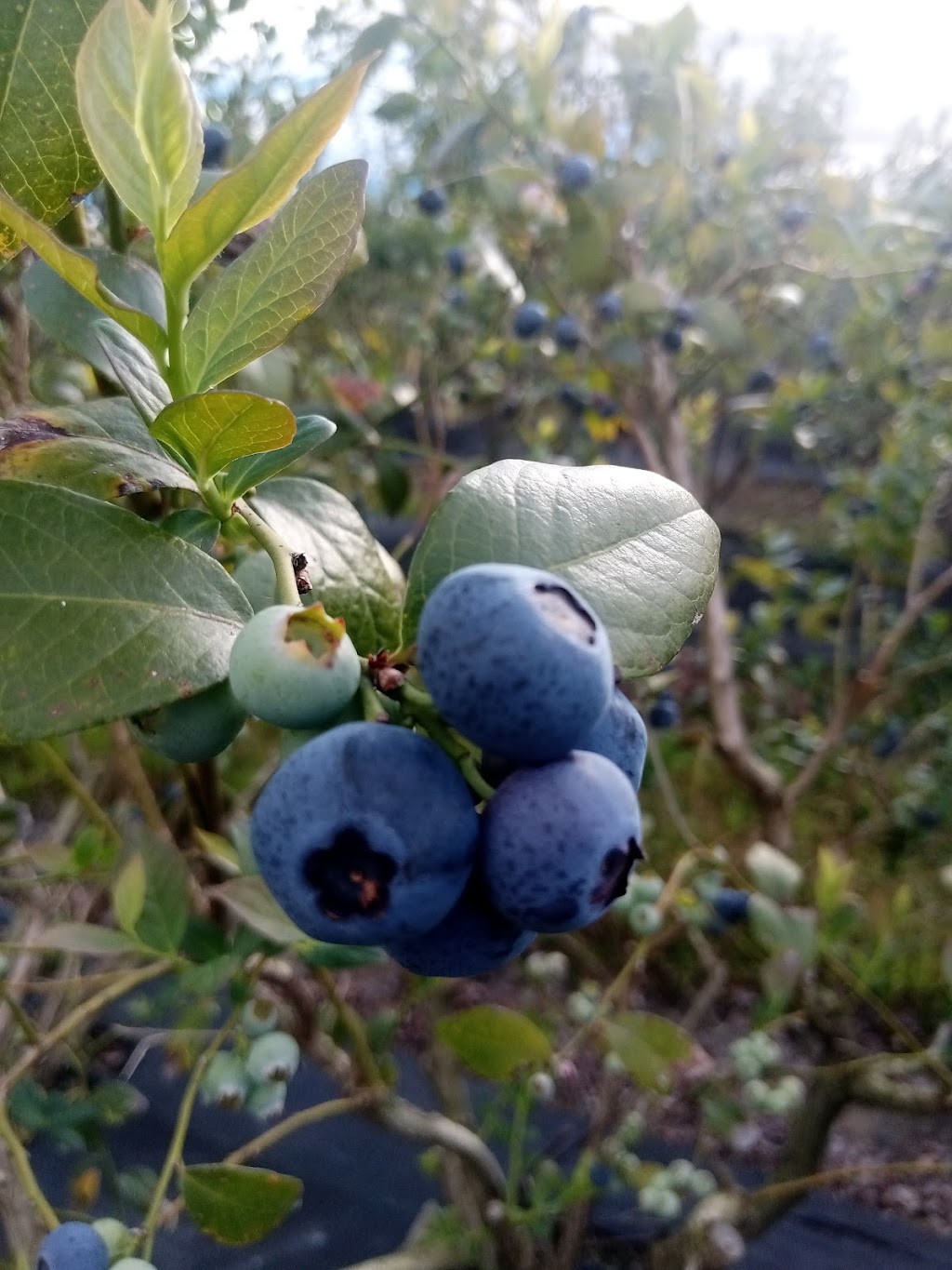 Aussie Berry Pickers |  | 48 Matthews Parade, Corindi Beach NSW 2456, Australia | 0484349112 OR +61 484 349 112