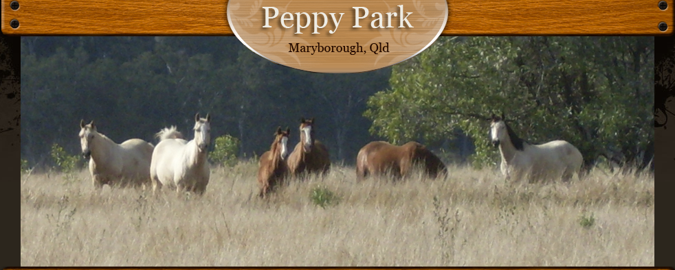 Peppy Park | travel agency | 1263 Maryborough Biggenden Rd, Maryborough QLD 4650, Australia | 0741212708 OR +61 7 4121 2708