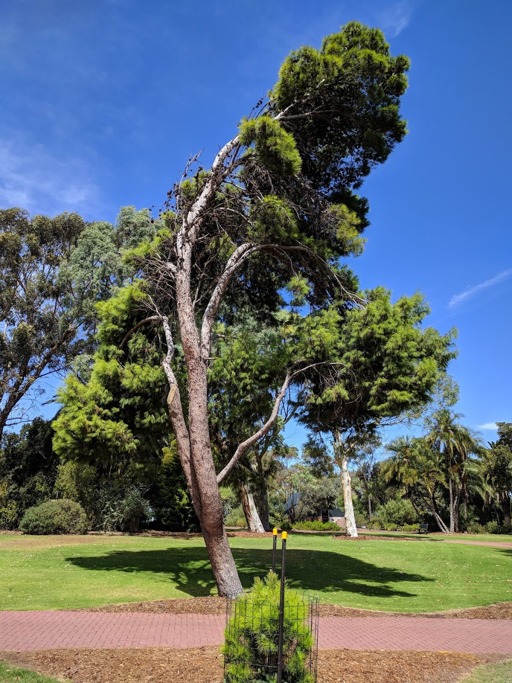 Ada Ryan Gardens | park | Whyalla SA 5600, Australia