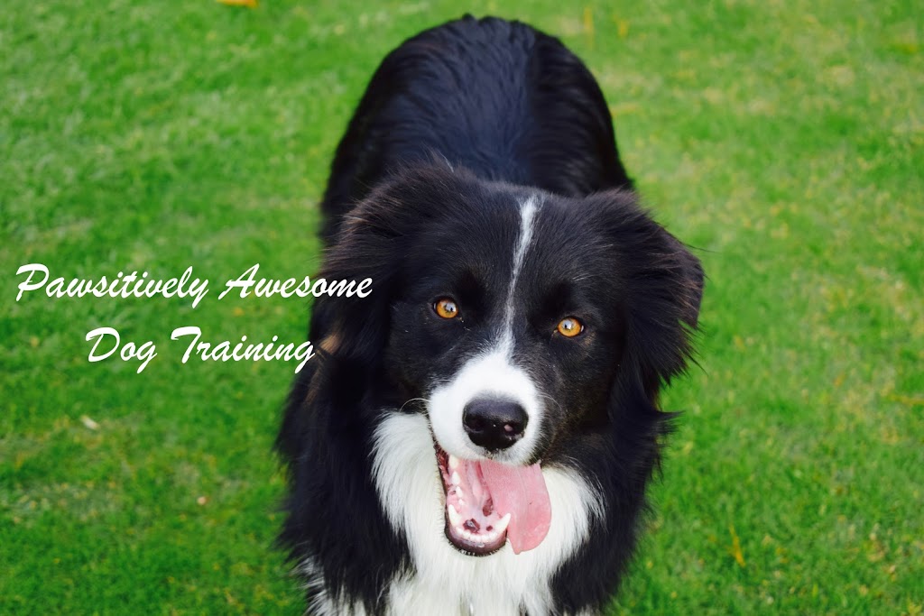 Pawsitively Awesome | 3 Herald Dr, Bowral NSW 2576, Australia | Phone: 0483 853 249