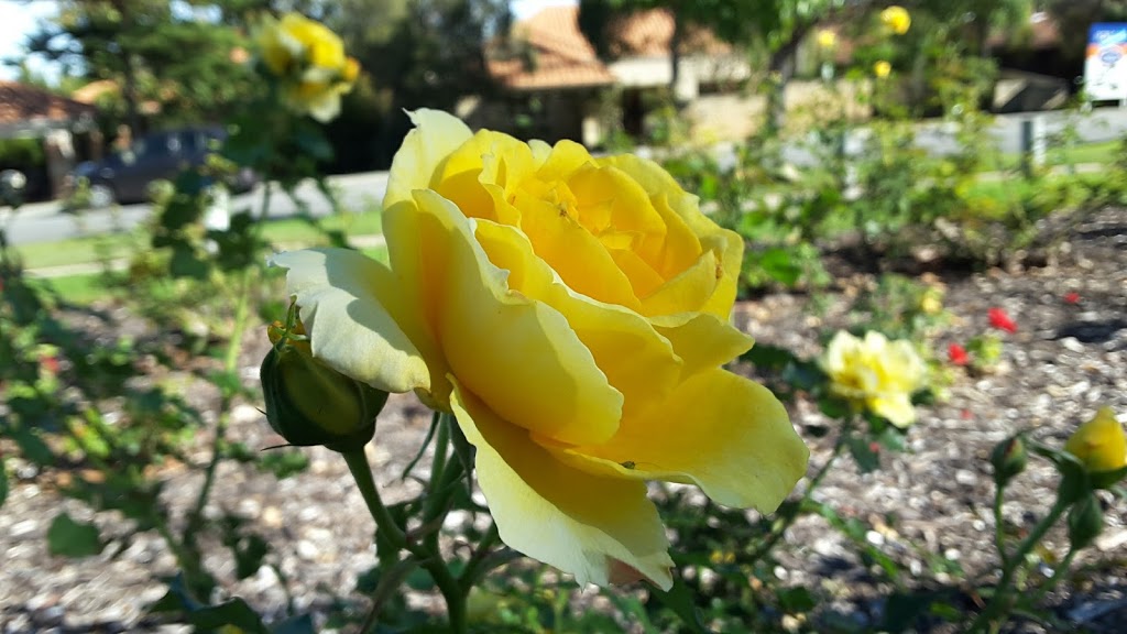 Peace Moemorial Rose Gardens | park | Nedlands WA 6009, Australia