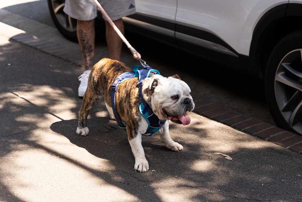 Sydney Bulldog Clinic Baulkham Hills | 472 Windsor Rd, Baulkham Hills NSW 2153, Australia | Phone: (02) 8811 4604