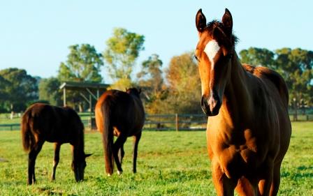 Vinery Stud Pty Ltd | 684 Segenhoe Rd, Scone NSW 2337, Australia | Phone: (02) 6543 8333