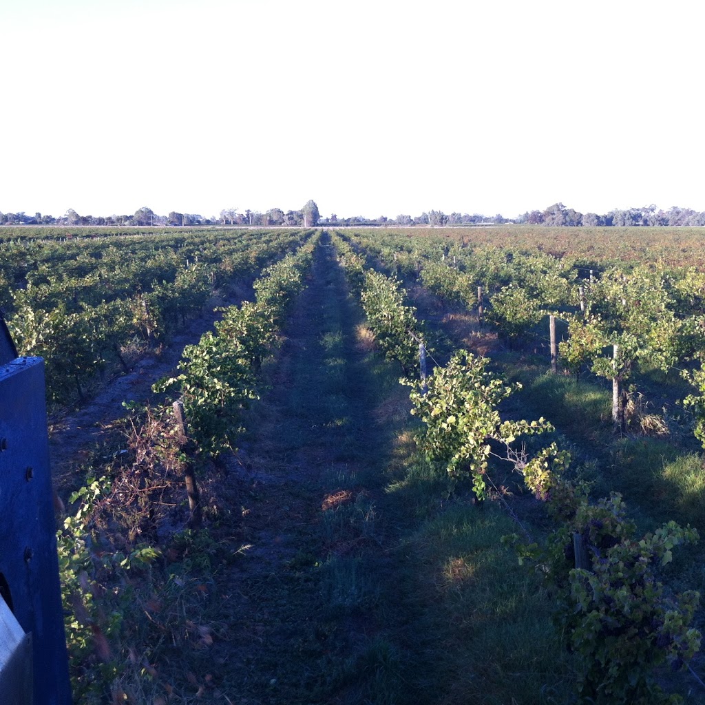 Skyrd vineyard |  | Crescent St, Crescent SA 5341, Australia | 0451866599 OR +61 451 866 599
