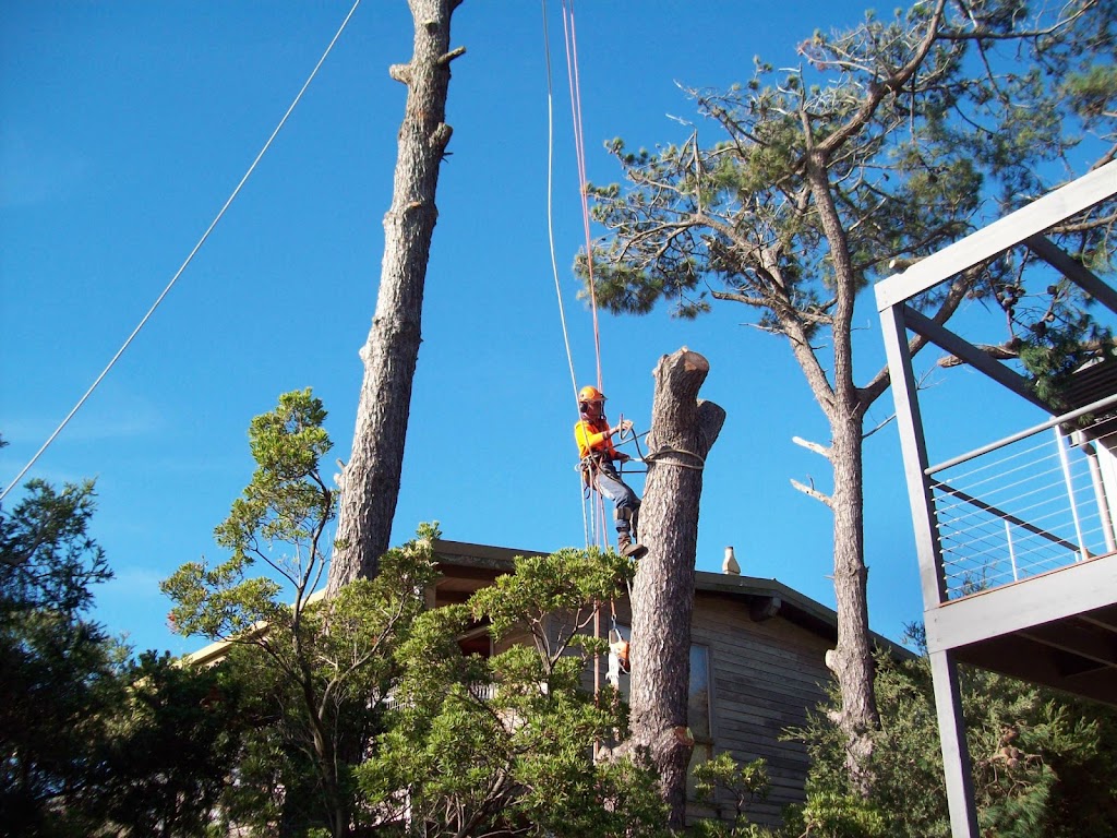 Tree Removal Service Mt Eliza | 10 Gannet St, Mount Eliza VIC 3930, Australia | Phone: (03) 5976 3114