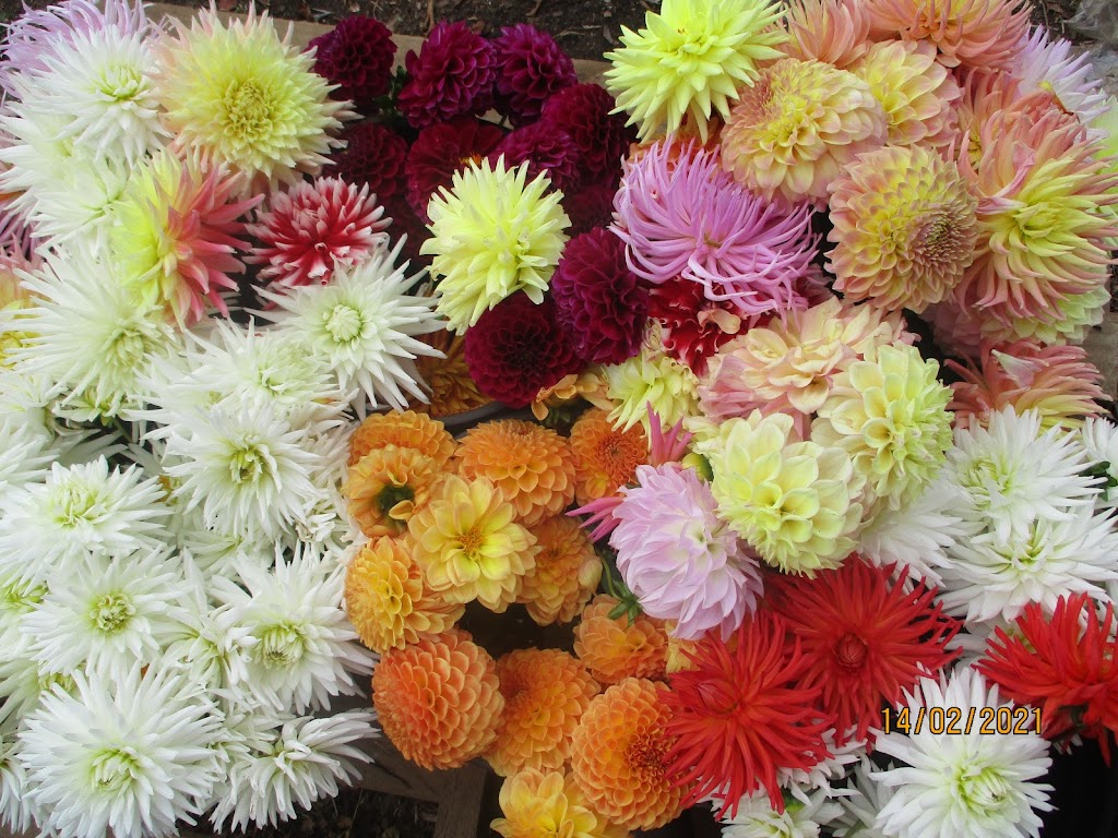 Hansfords Dahlias | 194 Hunters Rd, Ellinbank VIC 3821, Australia | Phone: 0439 610 134