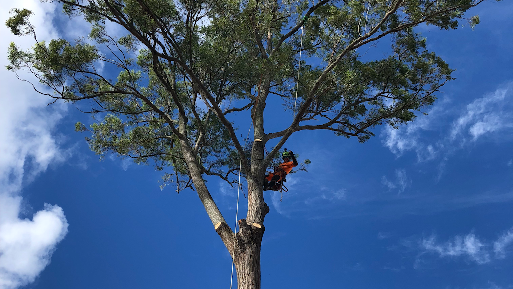 ArbPro Tree Service |  | 20 Shergar Ct, Jimboomba QLD 4280, Australia | 0488029268 OR +61 488 029 268