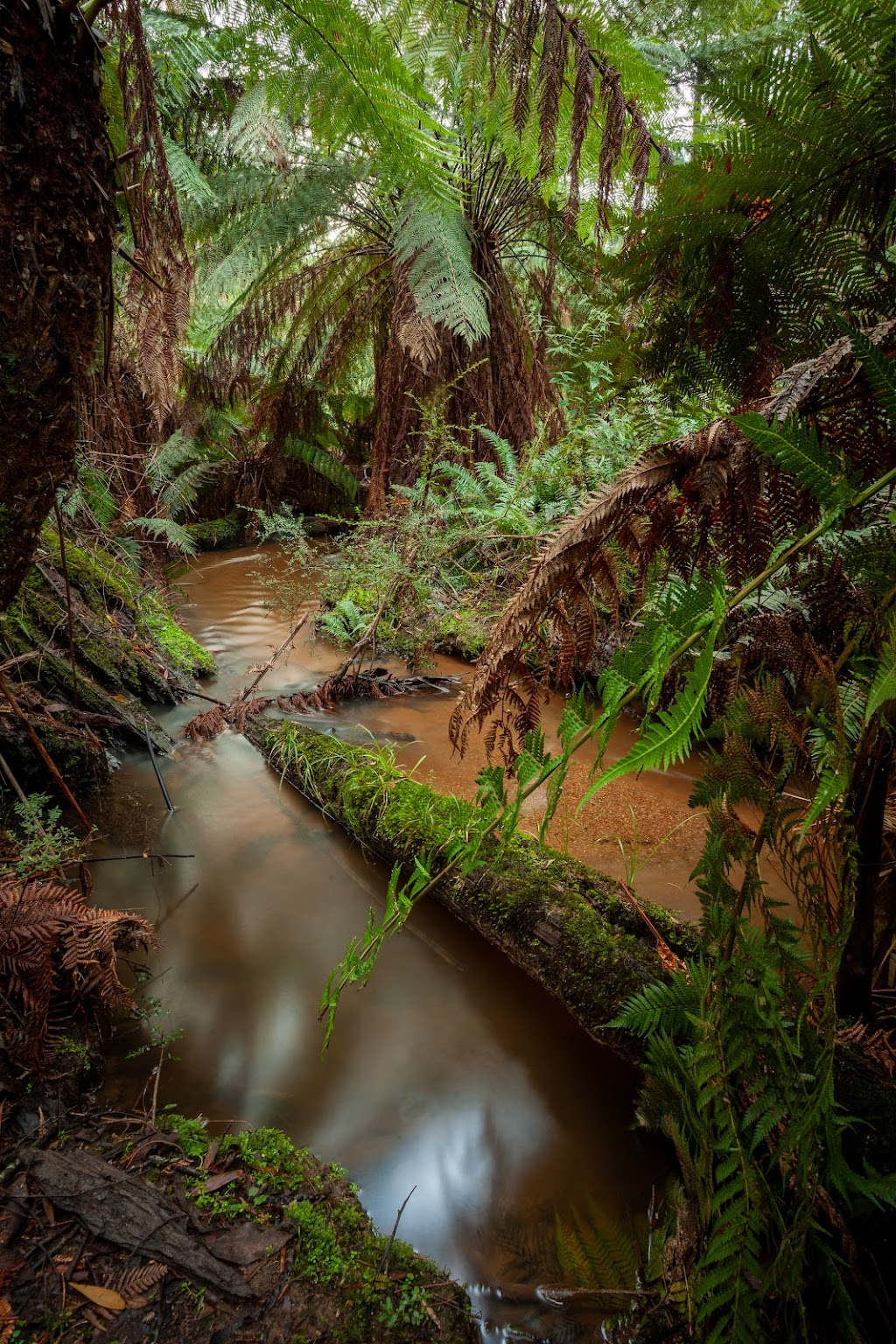 Wombats Den | 365 Gembrook-Tonimbuk Rd, Gembrook VIC 3783, Australia | Phone: 0409 004 323