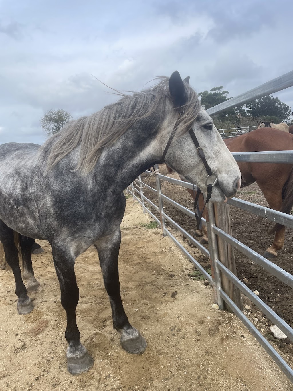 Lancaster’s Horse Rides | Lancaster Rd, Swan Reach VIC 3903, Australia | Phone: 0458 211 123