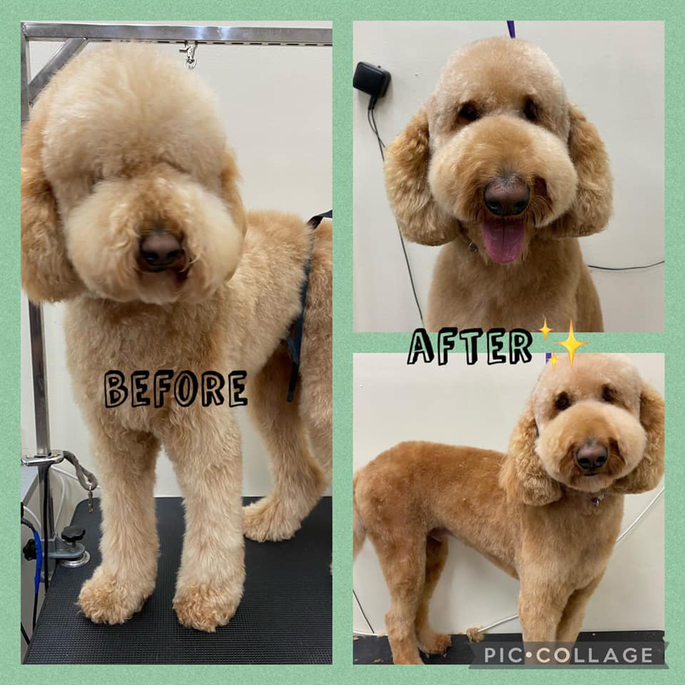 Opie & Friends Dog Grooming |  | Sellicks Beach SA 5174, Australia | 0428945899 OR +61 428 945 899