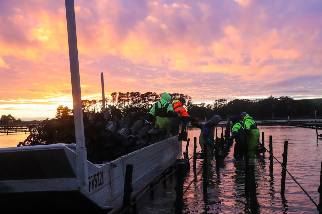 Pipe Clay Oysters | 284 Bicheno St, Clifton Beach TAS 7020, Australia | Phone: (03) 6248 8808