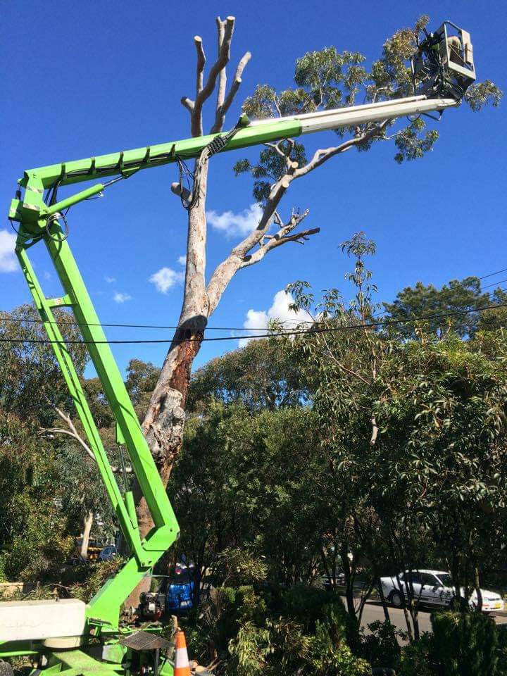 Mtr tree lopping and garden care | general contractor | 10 Frederick Ave, Granville NSW 2142, Australia | 0406777818 OR +61 406 777 818