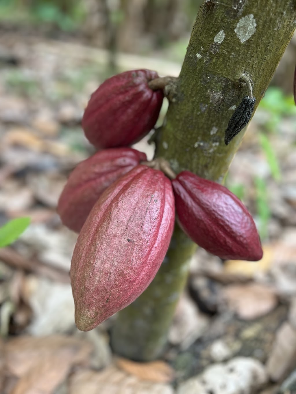 Spencer Cocoa - Single Origin Chocolate | 269 Henry Lawson Dr, Eurunderee NSW 2850, Australia | Phone: 0494 149 970