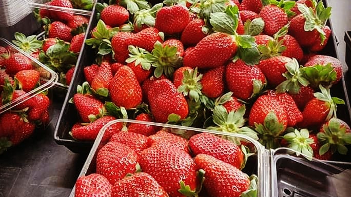 Russell Farm Strawberry |  | 467 Russell Rd, Munster WA 6166, Australia | 0430439670 OR +61 430 439 670