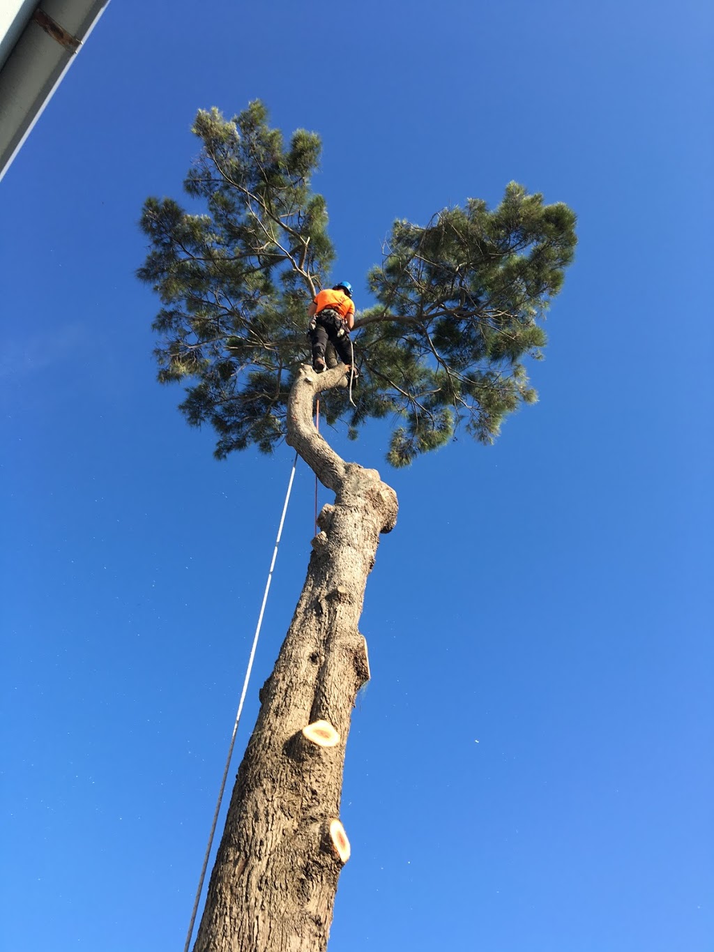 Tree removal sydney | 65 Carinya Rd, Picnic Point NSW 2213, Australia | Phone: 0415 341 717