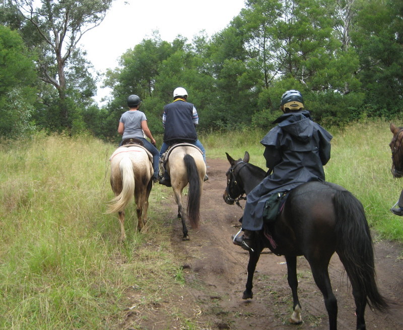 Happy Ranch Horses | 90 Yallah Rd, Yallah NSW 2530, Australia | Phone: 0414 633 614