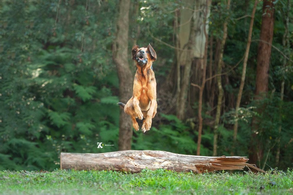 Found By The Hound Dog Training | Petsch Creek Rd, Tallebudgera Valley QLD 4228, Australia | Phone: 0499 763 712