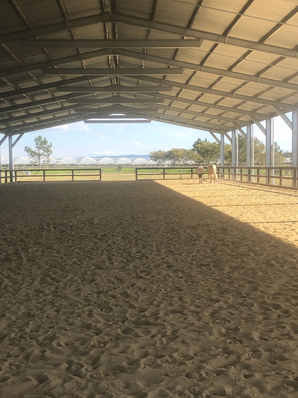 Brisbane Equine Assisted Therapy | Hinton Cres, Mango Hill QLD 4509, Australia | Phone: 0426 967 408
