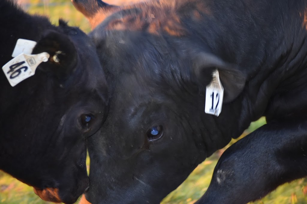 Rosemount Pastoral Newbridge | 137 Bundaleer Rd, Newbridge NSW 2795, Australia | Phone: 0429 900 882