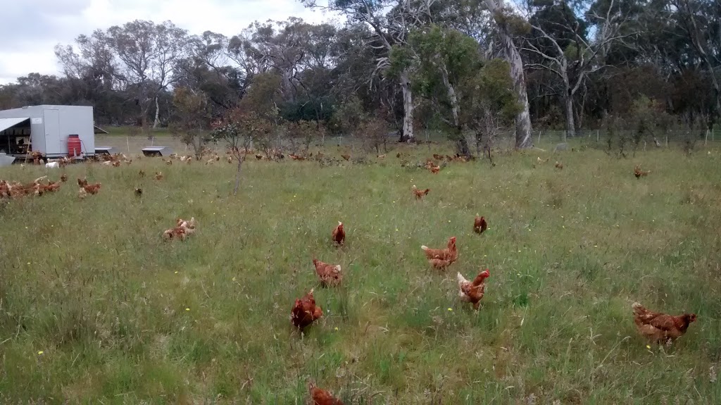 Farmer Browns Free Range Eggs | store | 7 Gladstone St, Hall ACT 2618, Australia | 0402840834 OR +61 402 840 834