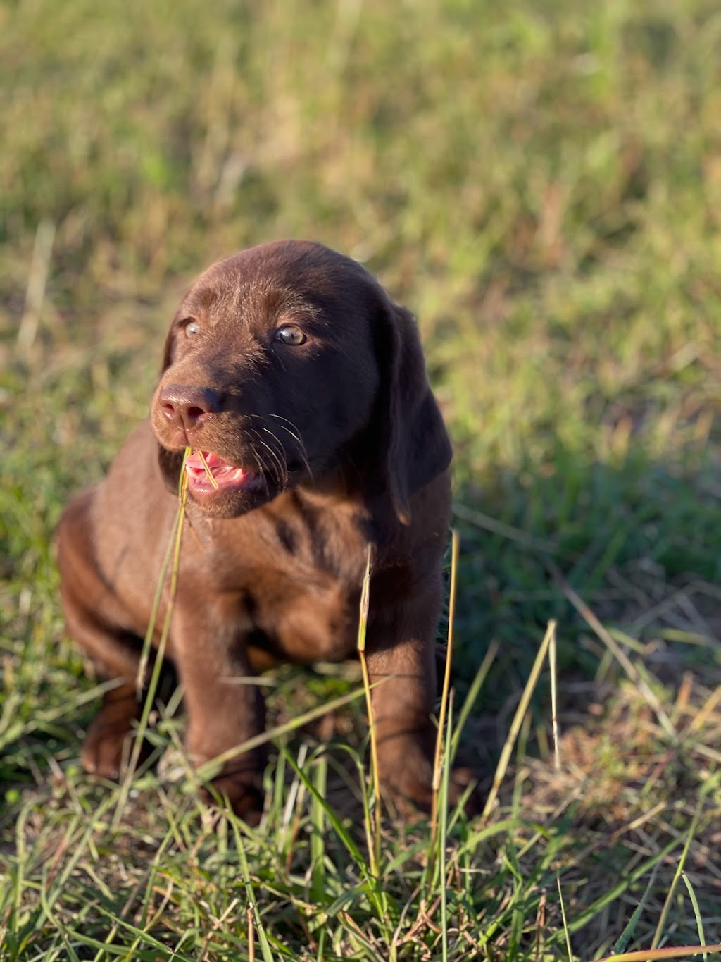 Haleana Labradors | Belubula Way, Canowindra NSW 2804, Australia | Phone: 0433 636 285