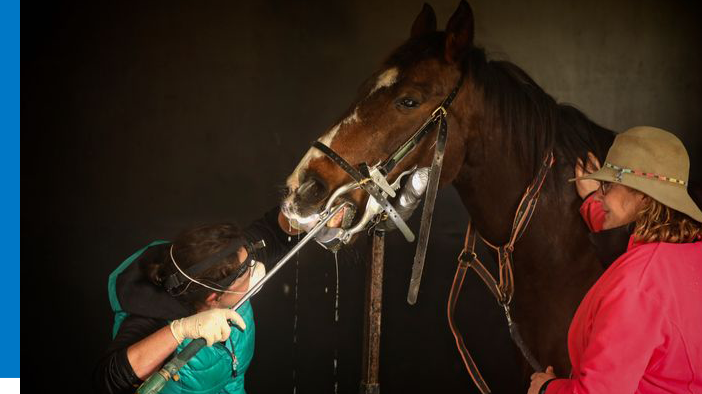 Murray Valley Equine Dental Vet | 22 Tinklers Rd, Picola VIC 3639, Australia | Phone: 0408 237 581