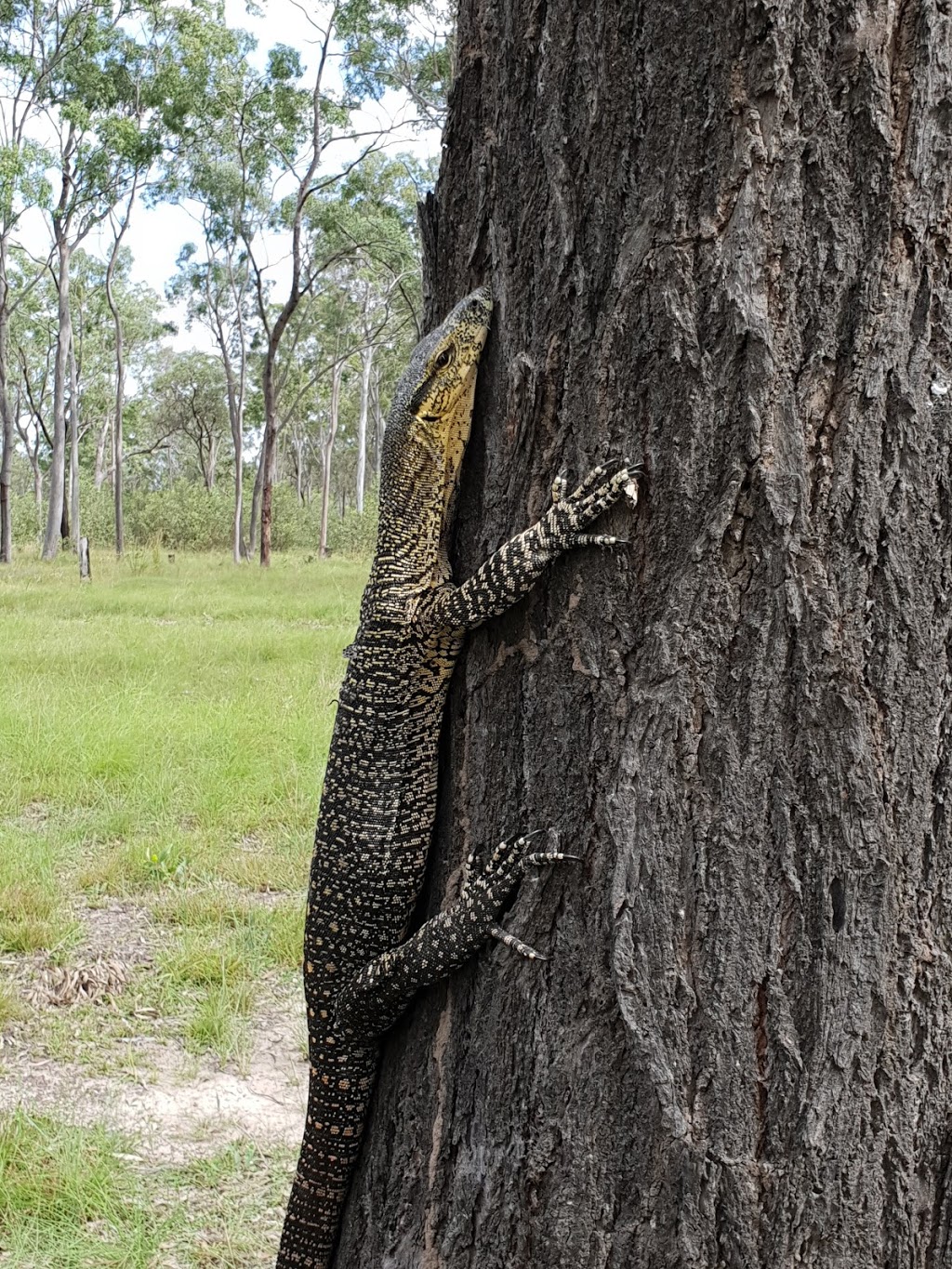 Goodenough4thebushbnb | 159 Howard Heights Rd, Howard QLD 4659, Australia | Phone: 0455 233 868