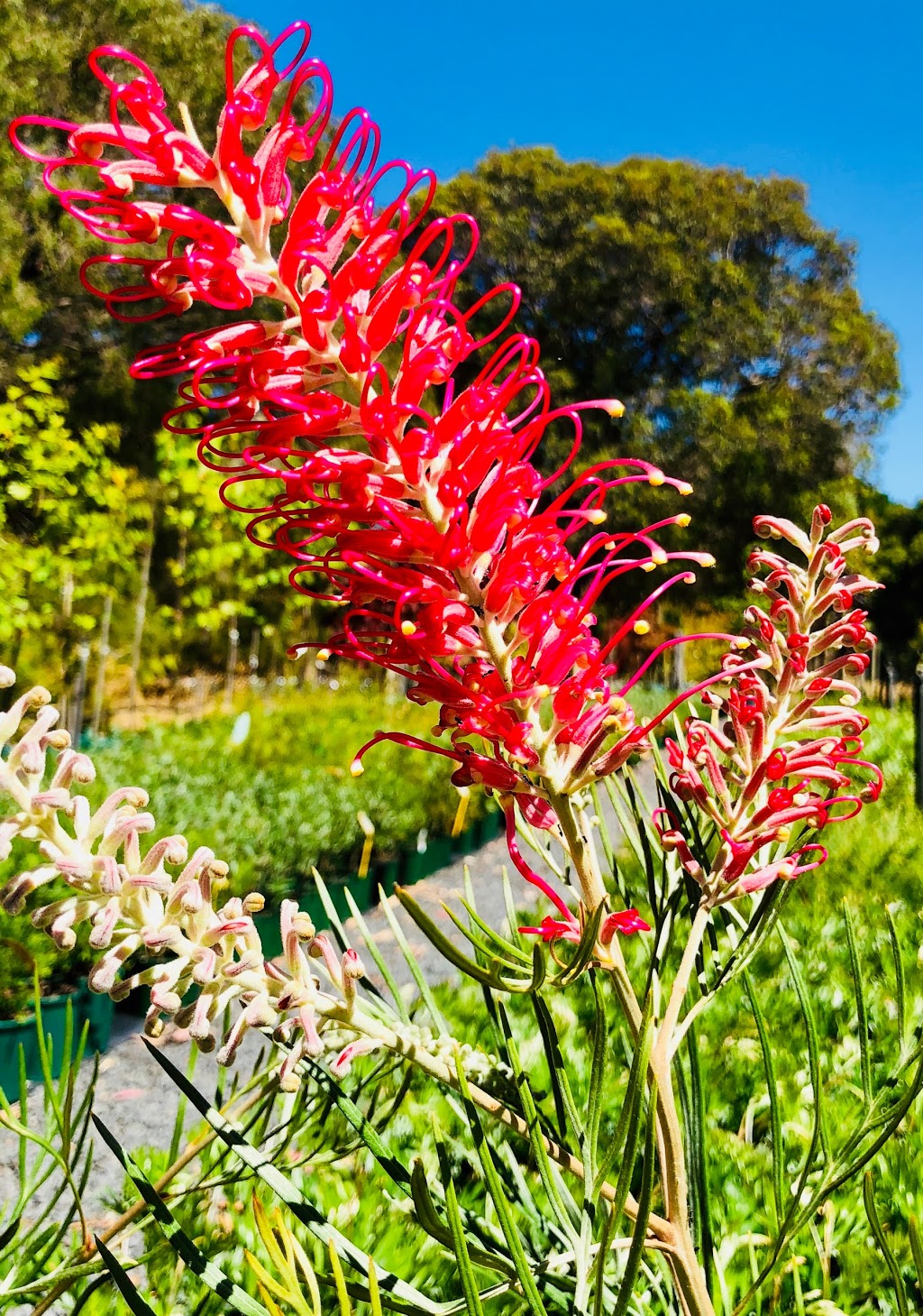 Everyday Potted Plants | 311 Sebbes Rd, Forest Grove WA 6286, Australia | Phone: (08) 9757 7424