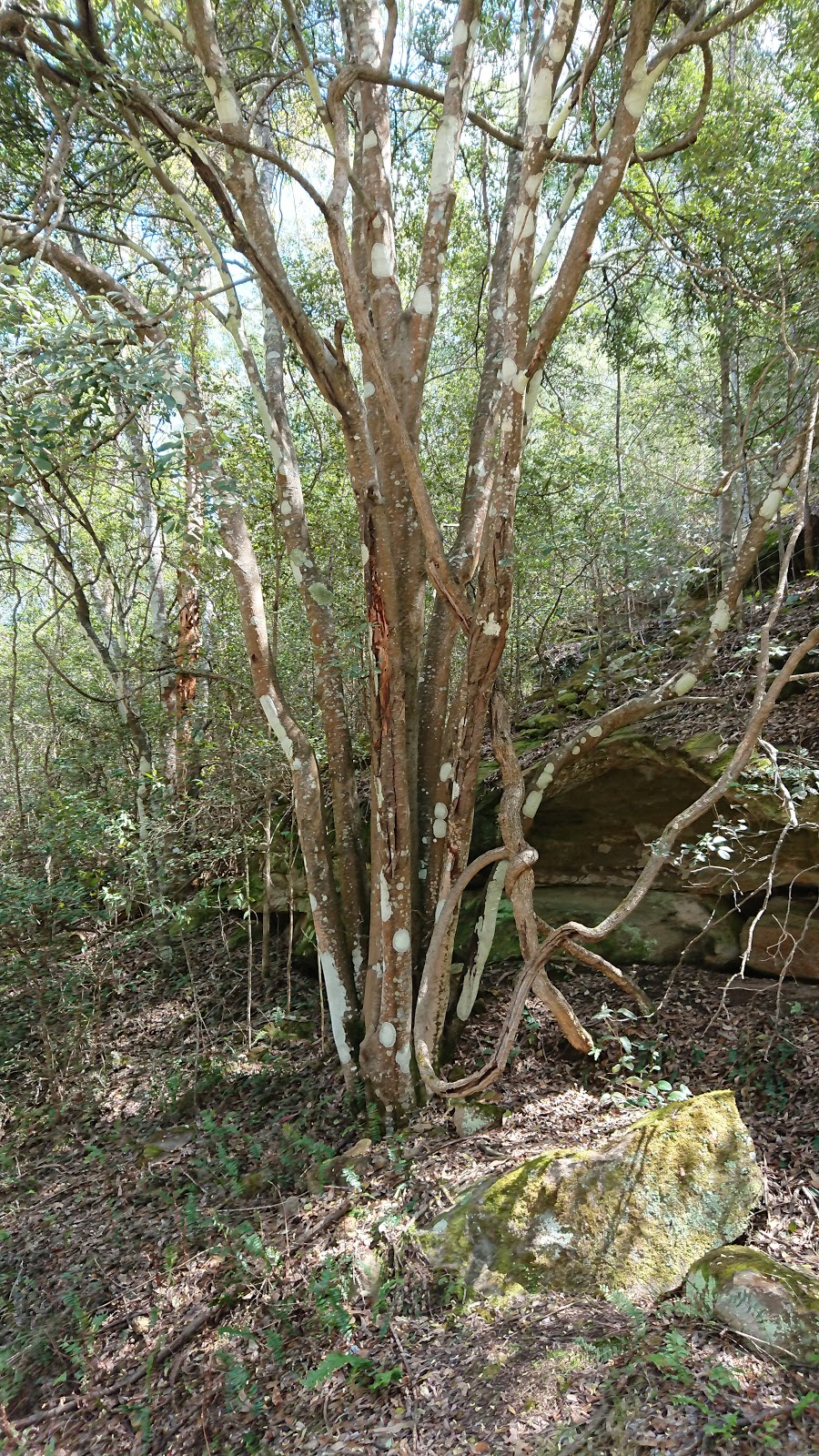 Yengo National Park | park | Big Yengo, Laguna NSW 2330, Australia | 0243204200 OR +61 2 4320 4200